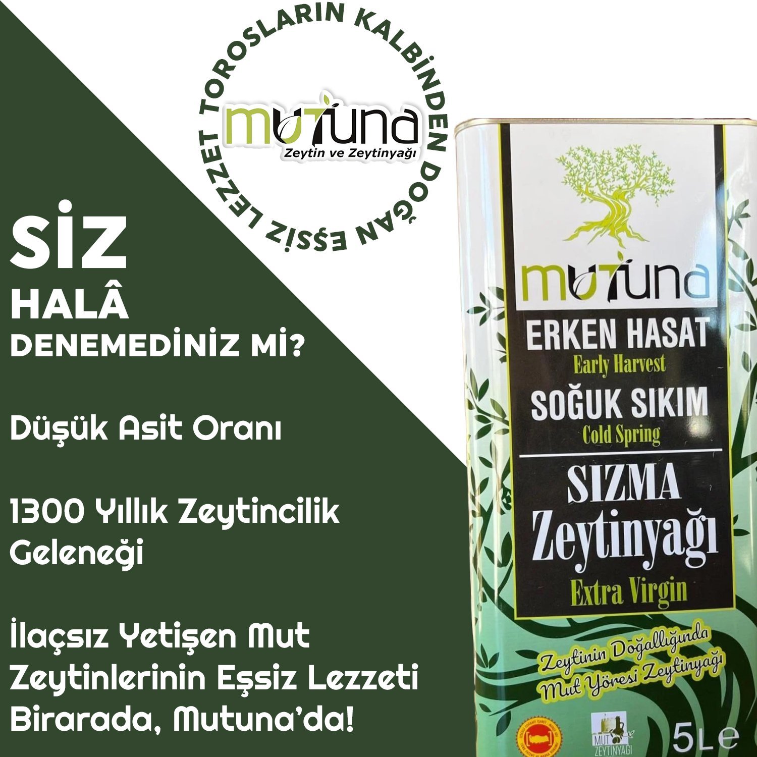 erken hasat zeytinyağı